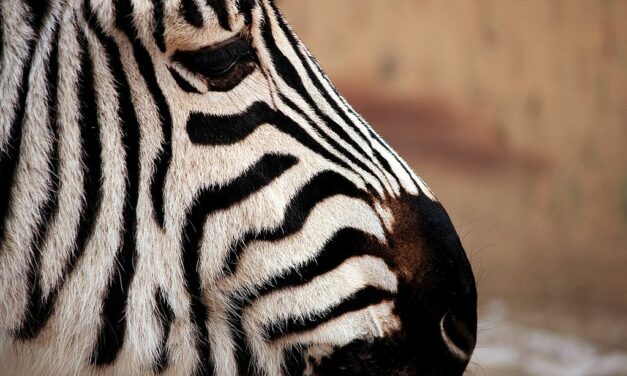 Tierpark Hamm: Ein tierisch guter Ausflug